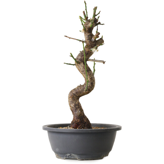 Prunus mume wit, 40 cm, ± 12 jaar oud, met een nebari van 6 cm