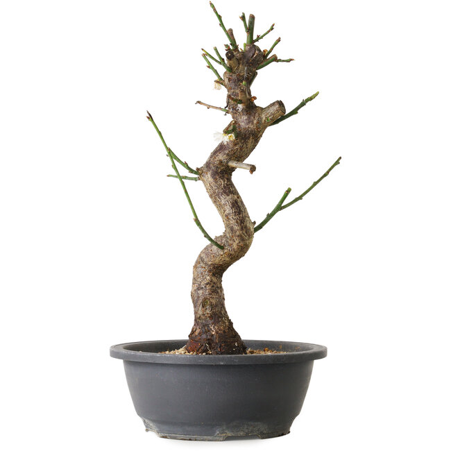 Prunus mume white, 40 cm, ± 12 years old, with a nebari of 6 cm