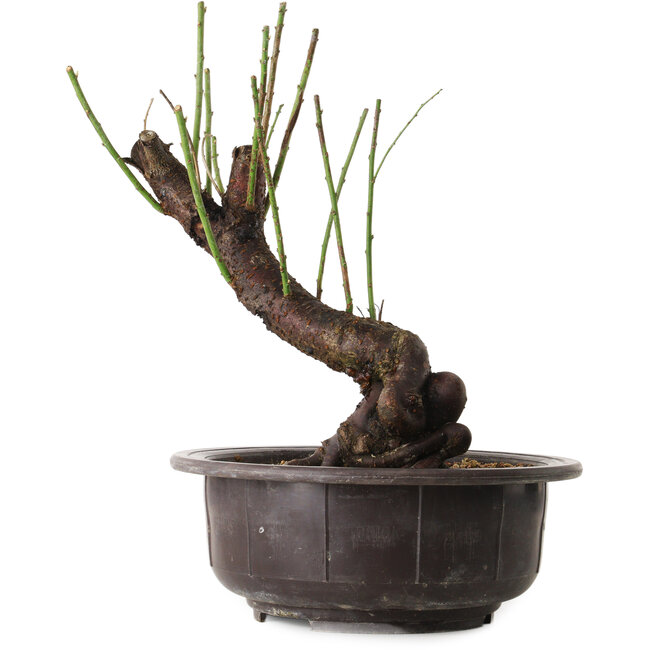 Prunus mume white, 34 cm, ± 15 Jahre alt