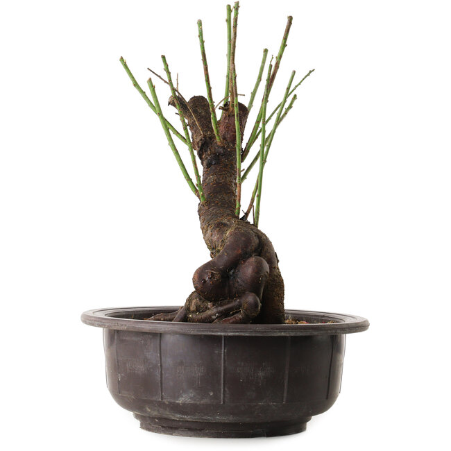 Prunus mume blanc, 34 cm, ± 15 ans