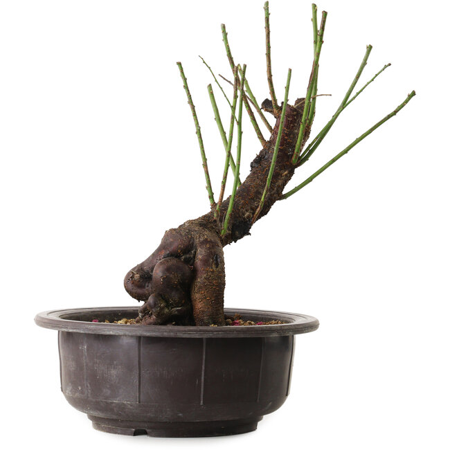 Prunus mume white, 34 cm, ± 15 Jahre alt