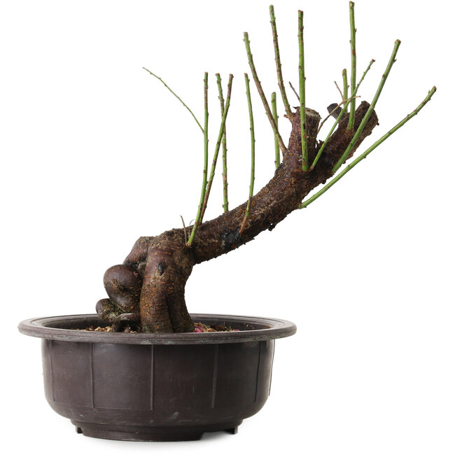 Prunus mume white, 34 cm, ± 15 Jahre alt