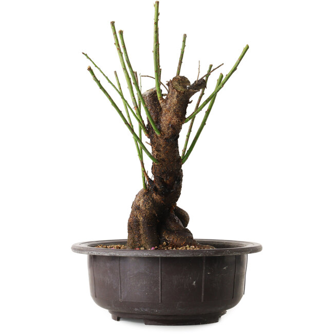 Prunus mume white, 34 cm, ± 15 Jahre alt