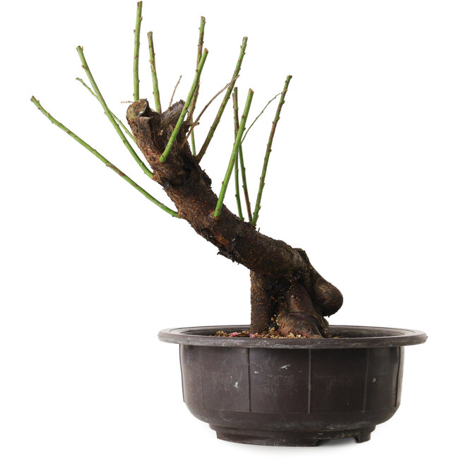 Prunus mume blanc, 34 cm, ± 15 ans