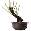 Prunus mume wit, 34 cm, ± 15 jaar oud