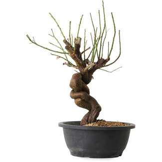 Prunus mume rose, 34 cm, ± 15 ans