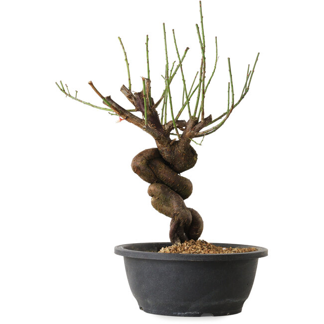 Prunus mume rosado, 34 cm, ± 15 años