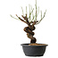Prunus mume pink, 34 cm, ± 15 jaar oud
