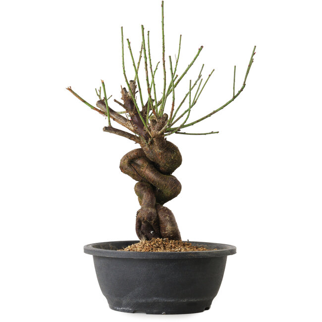 Prunus mume rose, 34 cm, ± 15 ans