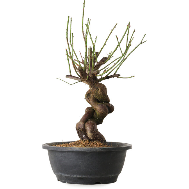 Prunus mume pink, 34 cm, ± 15 Jahre alt