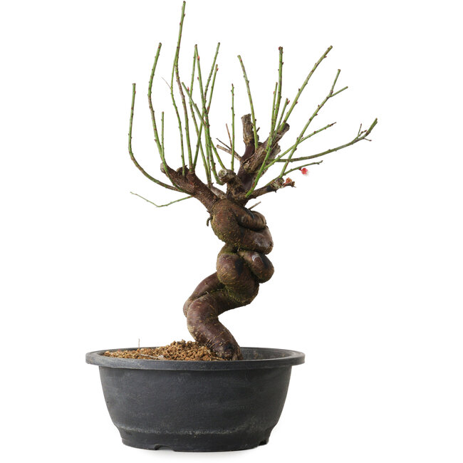 Prunus mume rose, 34 cm, ± 15 ans