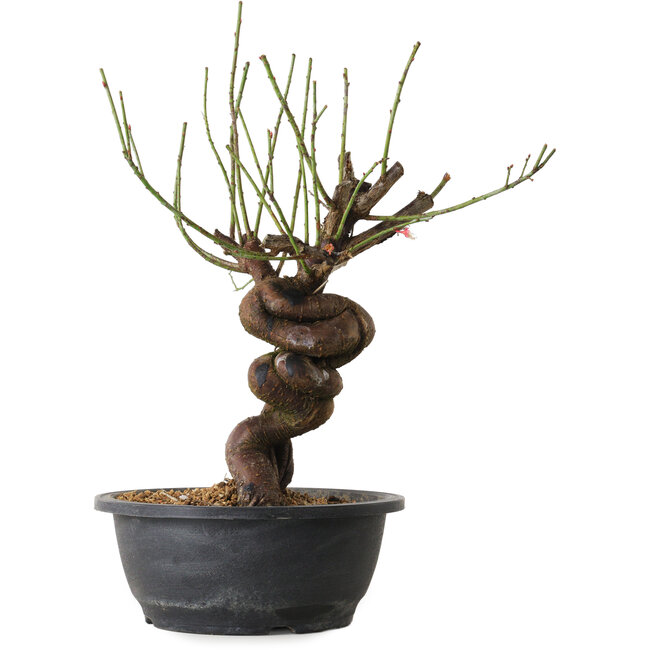 Prunus mume pink, 34 cm, ± 15 Jahre alt