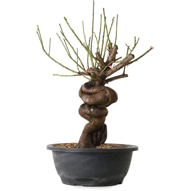 Prunus mume pink, 34 cm, ± 15 Jahre alt