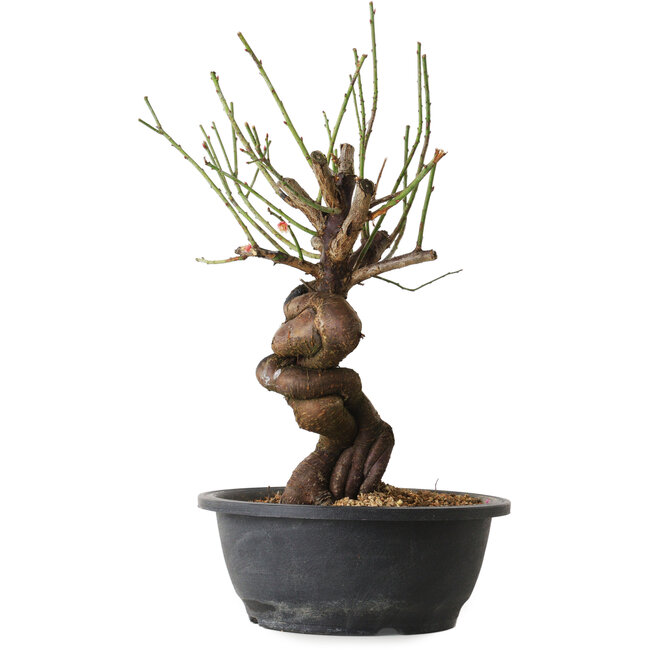 Prunus mume pink, 34 cm, ± 15 years old