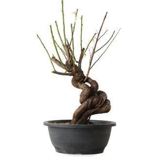 Prunus mume bianco, 38 cm, ± 15 anni