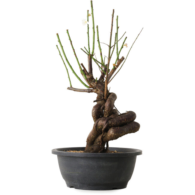 Prunus mume blanc, 38 cm, ± 15 ans