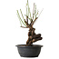 Prunus mume wit, 38 cm, ± 15 jaar oud