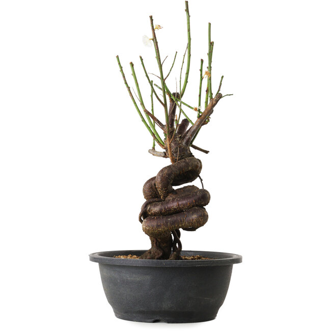Prunus mume bianco, 38 cm, ± 15 anni