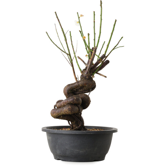 Prunus mume blanc, 38 cm, ± 15 ans