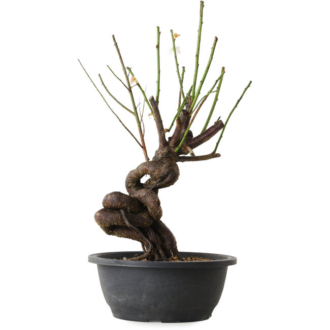 Prunus mume wit, 38 cm, ± 15 jaar oud