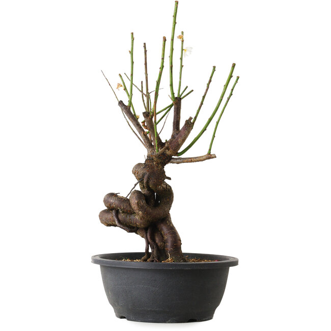 Prunus mume wit, 38 cm, ± 15 jaar oud