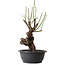 Prunus mume wit, 38 cm, ± 15 jaar oud