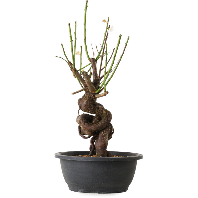 Prunus mume white, 38 cm, ± 15 Jahre alt