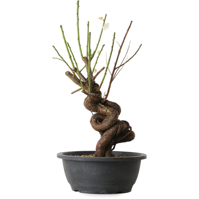 Prunus mume blanc, 38 cm, ± 15 ans