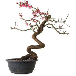 Prunus mume rosado, 42 cm, ± 15 años