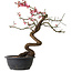 Prunus mume rosado, 42 cm, ± 15 años