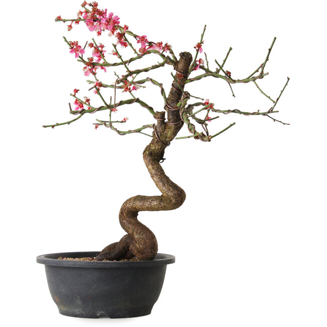 Prunus mume pink, 42 cm, ± 15 Jahre alt