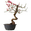 Prunus mume pink, 42 cm, ± 15 years old