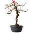 Prunus mume rose, 42 cm, ± 15 ans