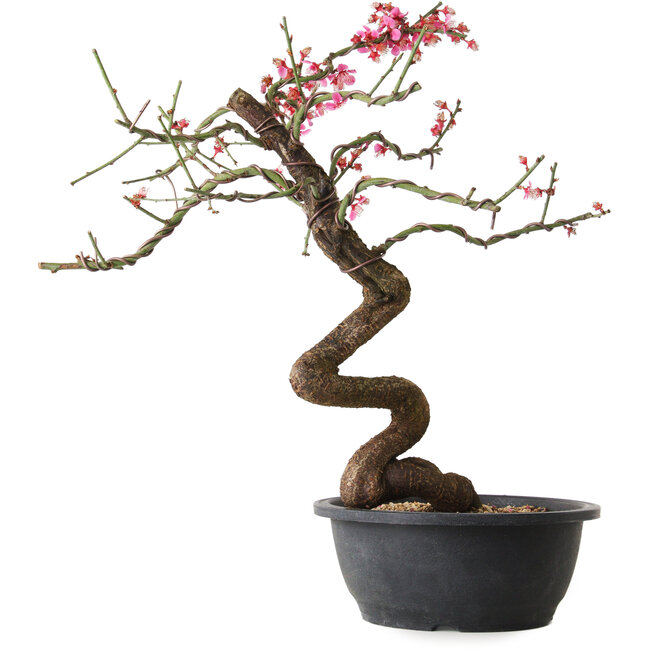 Prunus mume rosado, 42 cm, ± 15 años