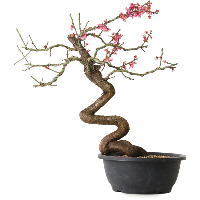 Prunus mume pink, 42 cm, ± 15 Jahre alt