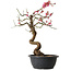 Prunus mume rosado, 42 cm, ± 15 años
