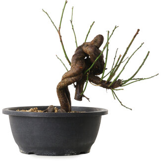 Prunus mume pink, 25 cm, ± 15 jaar oud