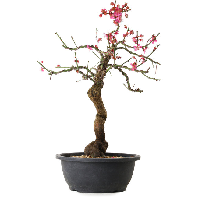 Prunus mume rose, 42 cm, ± 15 ans