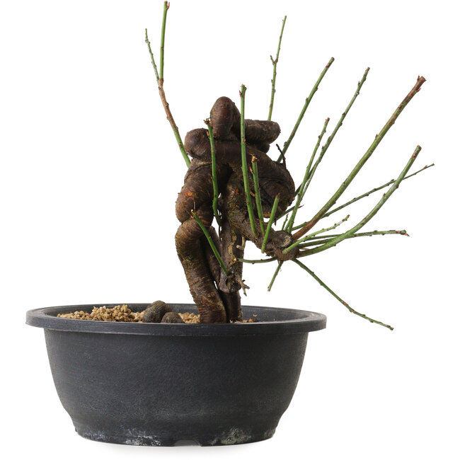 Prunus mume pink, 25 cm, ± 15 jaar oud