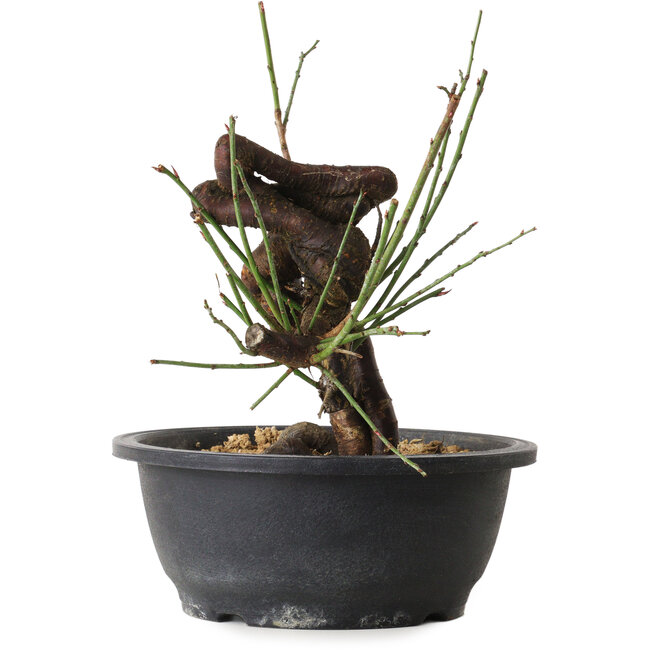 Prunus mume pink, 25 cm, ± 15 jaar oud