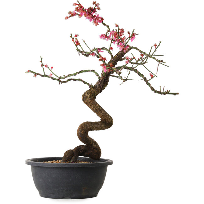 Prunus mume pink, 42 cm, ± 15 Jahre alt