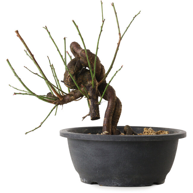 Prunus mume pink, 25 cm, ± 15 jaar oud