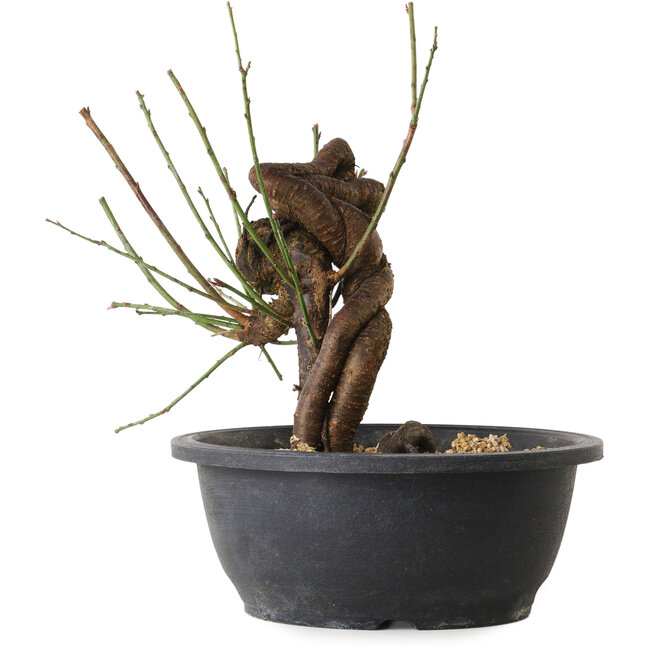 Prunus mume pink, 25 cm, ± 15 jaar oud