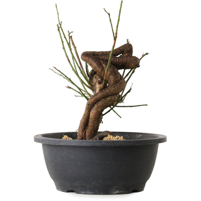 Prunus mume pink, 25 cm, ± 15 jaar oud