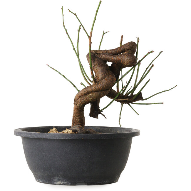 Prunus mume pink, 25 cm, ± 15 Jahre alt