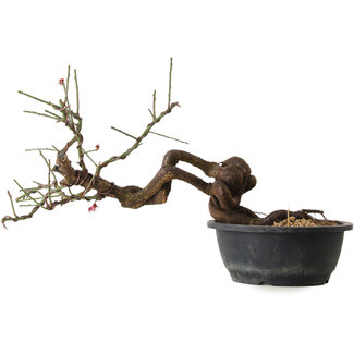 Prunus mume pink, 45 cm, ± 15 years old