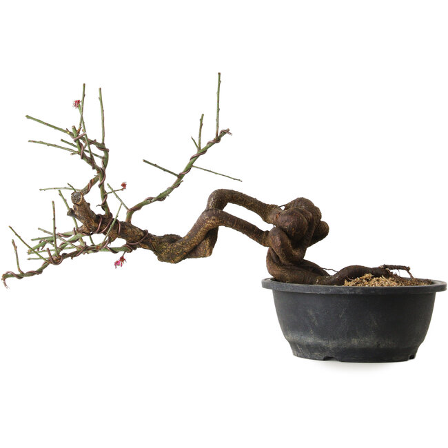 Prunus mume pink, 45 cm, ± 15 years old