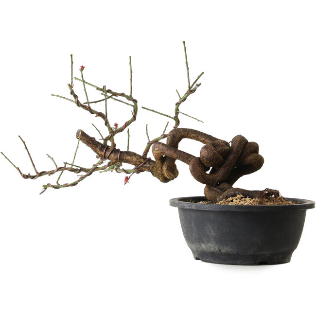 Prunus mume pink, 45 cm, ± 15 years old