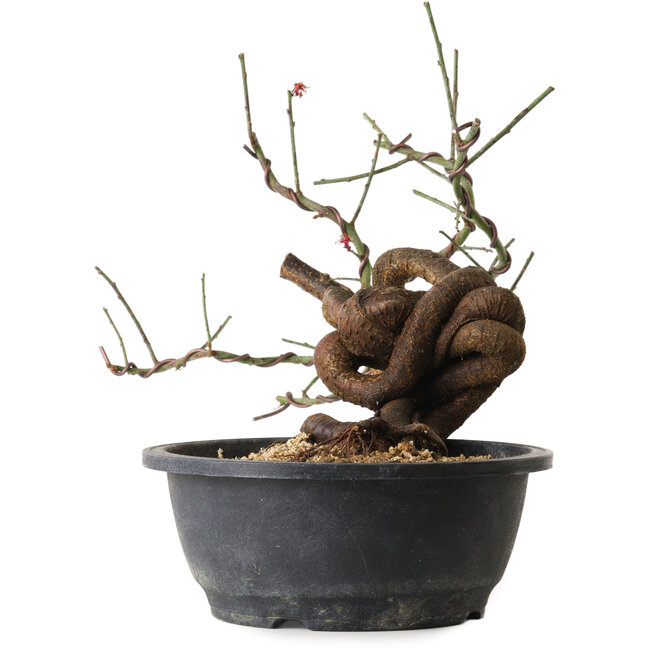 Prunus mume pink, 45 cm, ± 15 Jahre alt