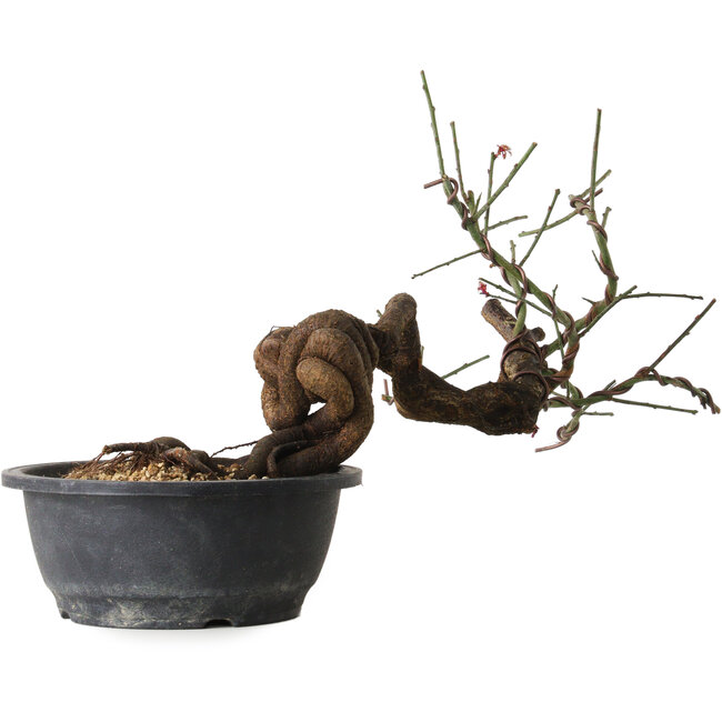 Prunus mume pink, 45 cm, ± 15 Jahre alt